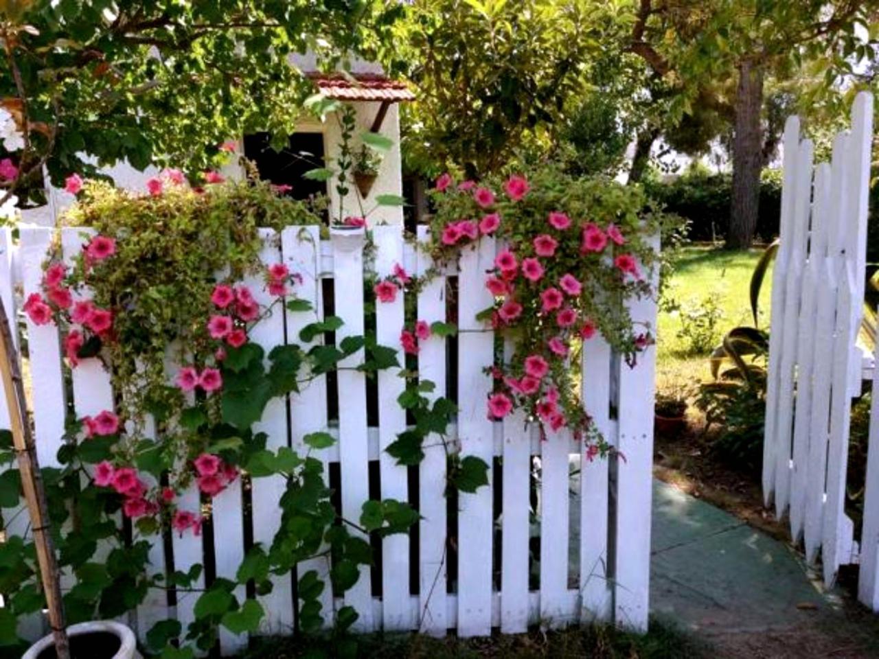 La Corte Delle Rose B&B Praia a Mare Εξωτερικό φωτογραφία