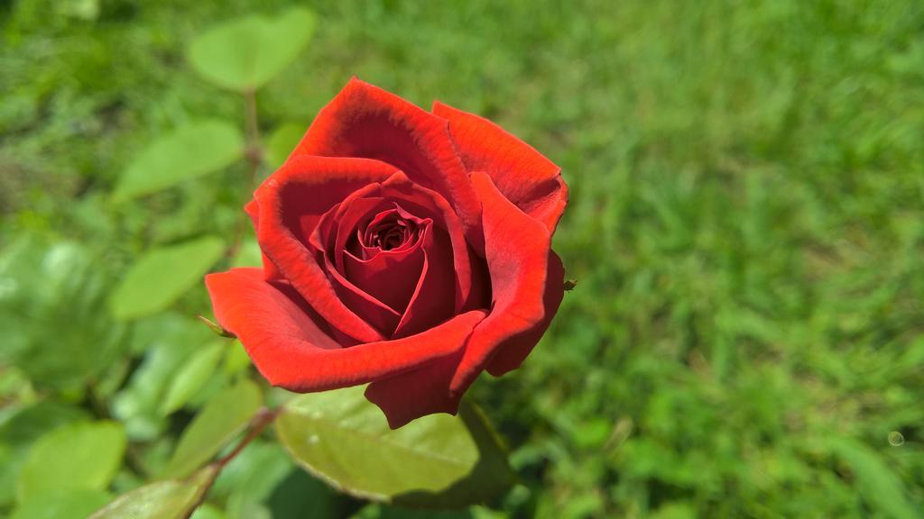 La Corte Delle Rose B&B Praia a Mare Εξωτερικό φωτογραφία